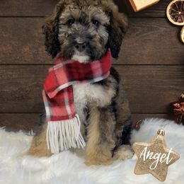 Bernedoodle and Goldendoodle Puppies from I Dream of Doodles