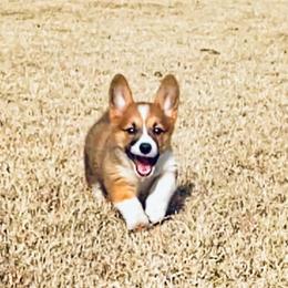 Pembroke Welsh Corgis from Takoda Corgis