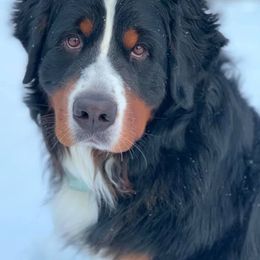 Bernese Mountain Dog All Grown Up from Darlis Meyer