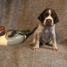 Black - Brown and gray male Wirehaired Pointing Griffon puppy in Afton, Wisconsin from Daehler's Wirehaired Pointing Griffons
