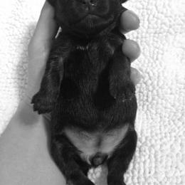 Border Terrier Puppies from Ruff n Ready Border Terriers