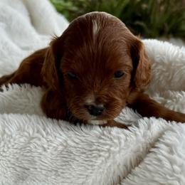 Roy - Red male Cavapoo puppy in Gilbert, Arizona from Arizona Toy Cavapoos – Health‐Tested & Home‐Raised