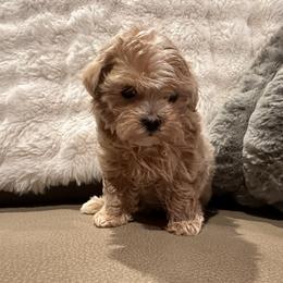 Cavapoo, Goldendoodle, Maltipoo, Poodle, and Sheepadoodle Puppies from Doodle Pups Fur-Ever
