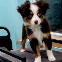 BRITTNEY RTF (wine collar) - Red tri female Toy Australian Shepherd puppy in Norwood, Missouri from Looney Farm’s Toy & Mini Aussies