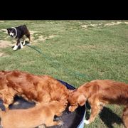 Australian Shepherd and Nova Scotia Duck Tolling Retriever Puppies from Tanglewood Tollers and Aussies