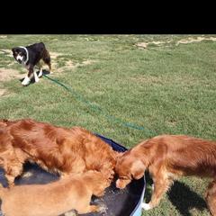 Australian Shepherd and Nova Scotia Duck Tolling Retriever Puppies from Tanglewood Tollers and Aussies
