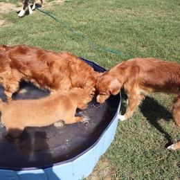 Australian Shepherd and Nova Scotia Duck Tolling Retriever Puppies from Tanglewood Tollers and Aussies