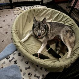 Chili - Siberian Husky