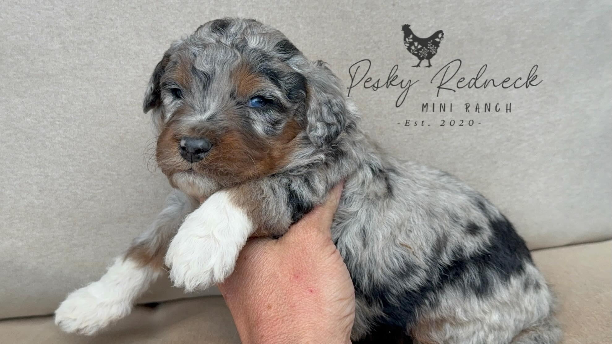 Redneck Ranch Pesky Redneck Mini Ranch in Colorado | Aussiedoodle and Sarplaninac ...