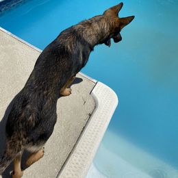 German Shepherd All Grown Up from Angel Oak German Shepherds