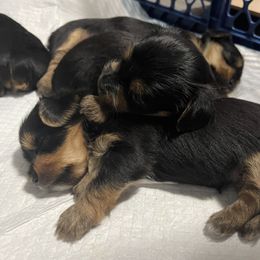 Yorkshire Terrier Puppies from K’s Yorkies