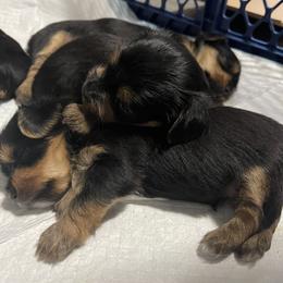 Yorkshire Terrier Puppies from K’s Yorkies