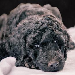 Poodle Puppies from Fluffy Poodles