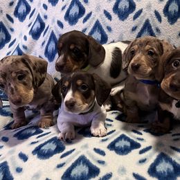 Dachshund Puppies from Victoria’s Dachshunds