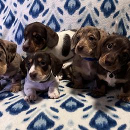 Dachshund Puppies from Victoria’s Dachshunds