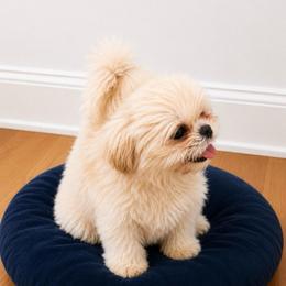 Billy - Cream and white male Shih Tzu puppy in Covington, Georgia from Top Hats 2  Shih Tzu’s