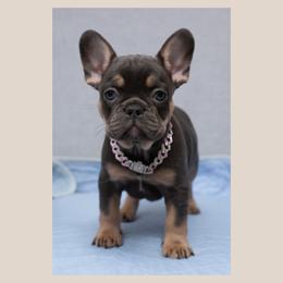 Alice - White female French Bulldog puppy in Austin, Texas from Ward's Frenchies 2 Yours