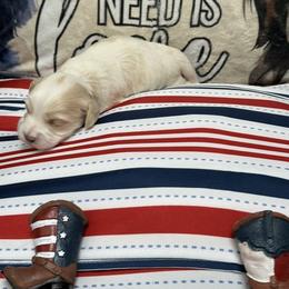 Count Almaviva of A Royal Havanese Court   Conde - Cream male Havanese puppy in North Richland Hills, Texas from A Royal Havanese Court