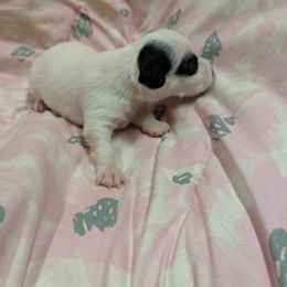 Parson Russell Terrier Puppies from Heather Florez