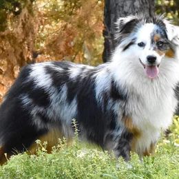 Butters - Miniature Australian Shepherd