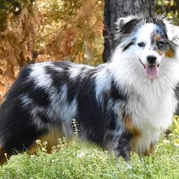 Butters - Miniature Australian Shepherd