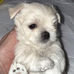 Maltese Puppies from Platinum Dunes Maltese Kennel