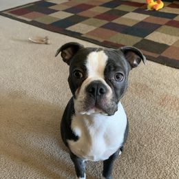 Loki - Boston Terrier