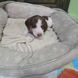 Kinder - Chocolate and tan male Dachshund puppy in Great Falls, Montana from Green Dragon Kennel