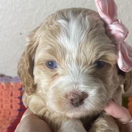 Girl 2 - Cockapoo puppy in California from Sweet Legacy Doodles