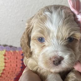 Girl 2 - Cockapoo puppy in California from Sweet Legacy Doodles