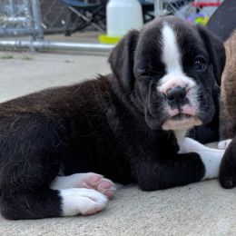 Zizou - Brindle male Boxer puppy in Bethel Park, Pennsylvania from Goodfella Boxers