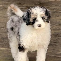 McKenzie - Merle female Sheepadoodle puppy in Roseburg, Oregon from Sharon’s Sheepadoodle’s