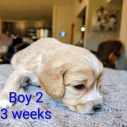 Boy 2 - Apricot male Cavapoo puppy in Washougal, Washington from Timothy's Cavapoos