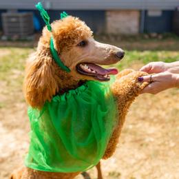 Labrador Retrievers and Poodles from Riven Rock Kennel