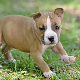 Boy 5 - Red male American Staffordshire Terrier puppy in St. Augustine, Florida from LBK & Ancient City