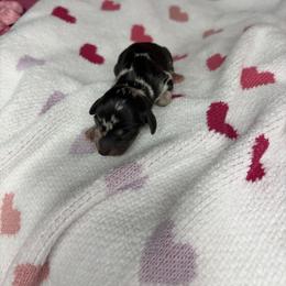 Nia - Dapple female Dachshund puppy in Lake City, Florida from My Ditzy Doxies of Florida