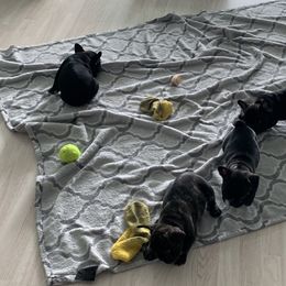 French Bulldog Puppies from Luna and London’s Puppies