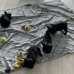 French Bulldog Puppies from Luna and London’s Puppies