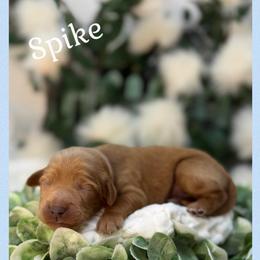 Spike - Apricot male Australian Labradoodle puppy in Gladstone, Oregon from Beaver State Labradoodles