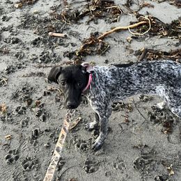 Ammo - German Shorthaired Pointer