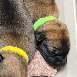 Nala - Sable female Working Dog Cross puppy in Sheridan, Arkansas from Dark Sky Kennels