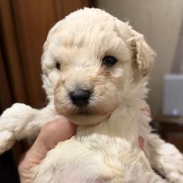 White boy 2 - White male Poodle puppy in Birmingham, Alabama from Stormborn