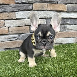 Arthur - French Bulldog puppy from Jacksonville Frenchies