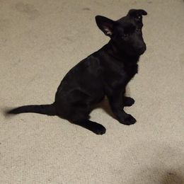 German Shepherd Puppies from Thornock Shepherds
