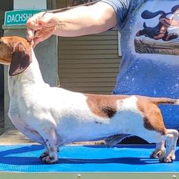 Keegan - Dachshund