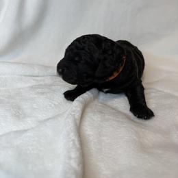 Marigold - Parti female Poodle puppy in Longview, Washington from Evergreen Miniature Poodles