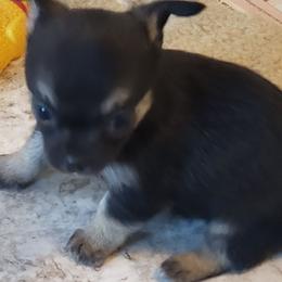 Charlie - Black and white male Chihuahua puppy in Nc, Florida from Brusseluv2