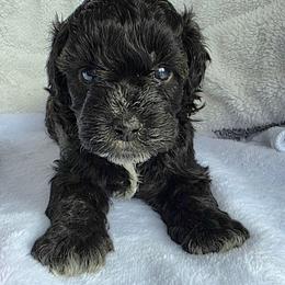 Joey ( Blue collar) - Black and white male Schnoodle puppy in Novinger, Missouri from Stormi Sky Schnoodles