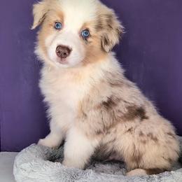Quinn4Boy2- RMM, NBT,AKC,OFAs,Genetics - Red merle male Australian Shepherd puppy in South Hill, Virginia from Silverside Aussies LLC