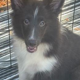Girl 3 - Black and white female Shetland Sheepdog puppy in Pensacola, Florida from Nancy Barger's Siberian Huskies